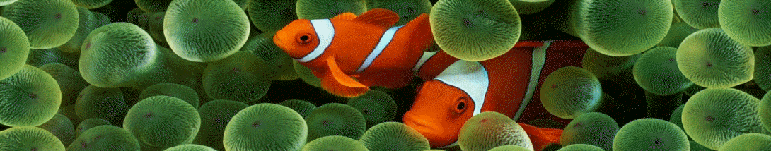 Кораллы Санго- Ваш путь в активному долголетию!